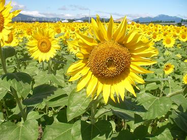 満開 ひまわり畑 岐阜県大垣市 夏休み自由研究